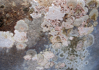 Colorful lichen on rocky mountain scree stones.