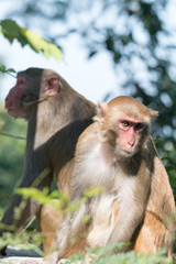 monkeys, wild, looking opposite directions natural outdoors day