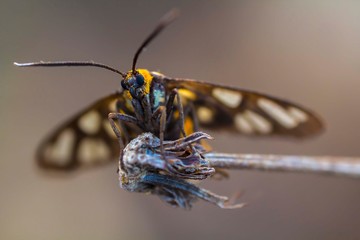 nature macro photography. namely the art of taking pictures according to existing circumstances
