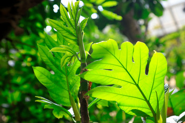 breadfruit tree in a park
