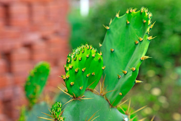 Cactus botany in a park