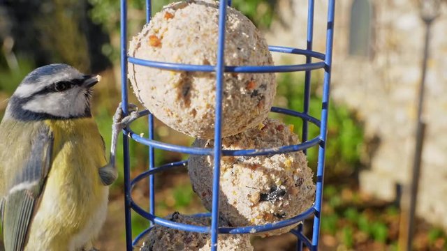 Close up slow motion shot of a Blue tit eating fat balls from a bird feeder. shallow focus, garden in the background.