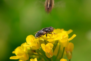 aphid flies on the Yellow cauliflower