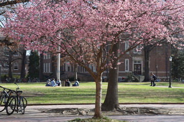 Cherry trees bloom on a college campus with students in the background