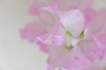 sweet pea flower closeup