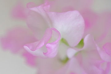 Obraz na płótnie Canvas sweet pea flower closeup