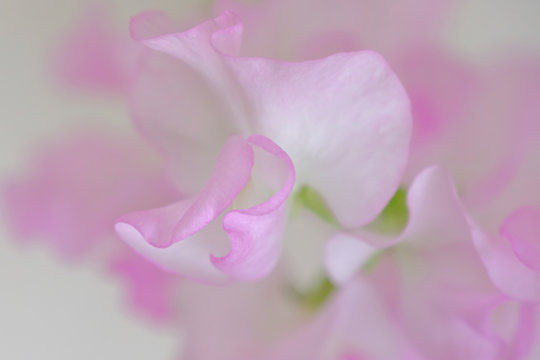 sweet pea flower closeup © Matthewadobe