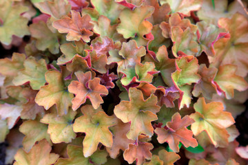 Alum in the botanical garden