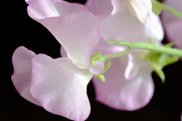 Naklejka na ściany i meble sweet pea flower closeup