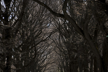 A dark canopy of leafless branches from rows of hibernating trees in winter at a park with buildings beyond it.