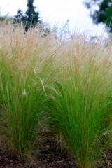 Gramineous plants in the botanical garden