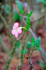 desert rose, plants of family oleander in botanical garden