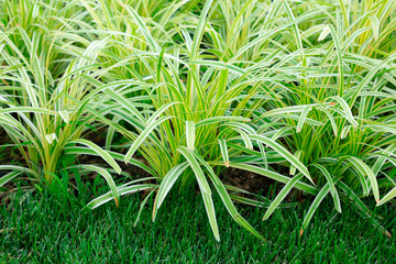 Phnom Penh broad-leaved Ophiopogon japonicus in the botanical garden