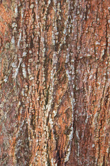  tree bark nature texture pattern wood background
