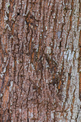  tree bark nature texture pattern wood background