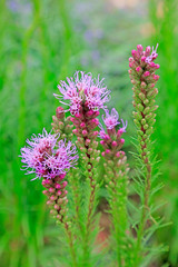Ranunculus plants in the botanical garden