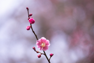梅の花
