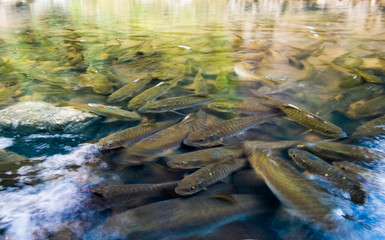 Fish in streams that are perfect in nature and have fresh air.
