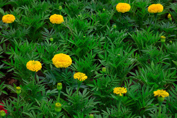 Obraz premium Marigold in the botanical garden