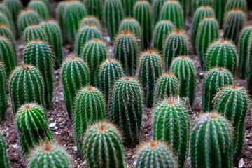 Cactus plants in the botanical garden