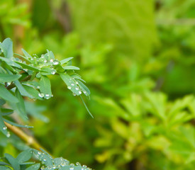 Fototapeta na wymiar raindrops over leaves