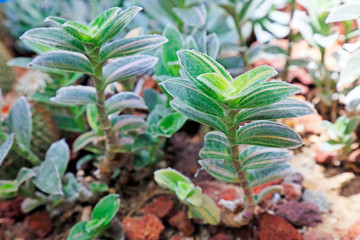 Mayacaceae plants in the botanical garden