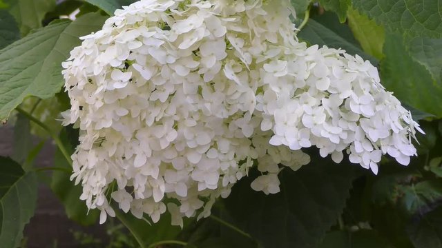 White hydrangea flowers in the summer garden
