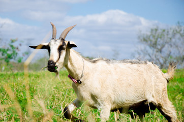 Cabra pastando
