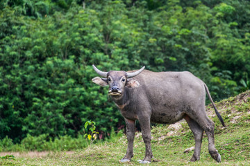 Wild buffalo living in the natural forest in the evening of good weather.