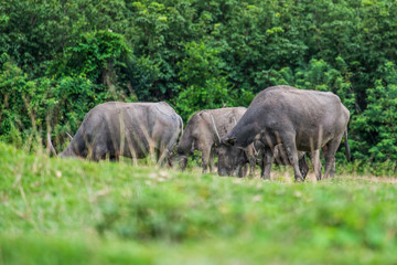 Wild buffalo living in the natural forest in the evening of good weather.