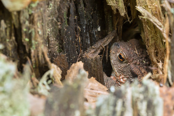 Common toad, Bufo, bufo hiding in stub
