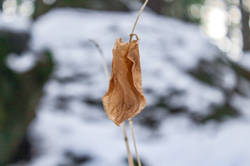 The dying leaf