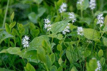 False lily of the valley, Maianthemum bifolium plants