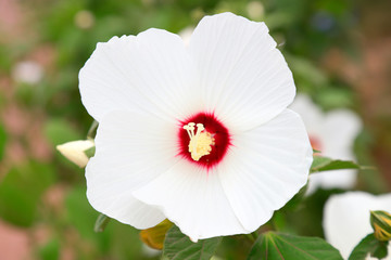 okra flower