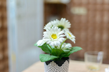 blooming white daisy in a pot on the table in the house
