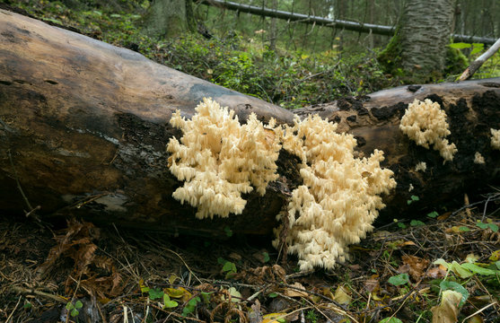 Coral tooth fungus, Hericium coralloides growing on fallen tree