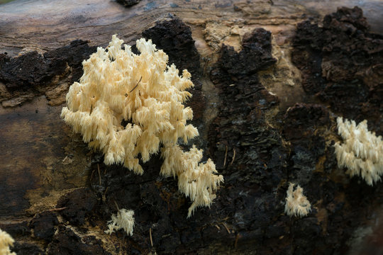 Coral tooth fungus, Hericium coralloides growing on fallen tree