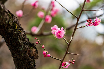 早咲きのウメ