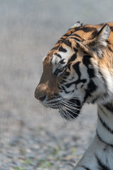 siberian tiger portraits, day safari, park, nobody, animal, feline, big cat, day