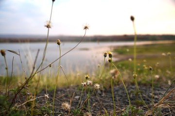 grass flowers on sunset