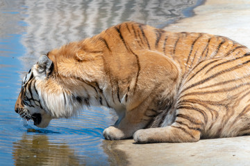 Fototapeta na wymiar siberian tiger drinking water, crouched, day wild, safari travel