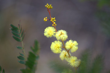 close up of golden wattle flowers
