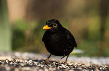 Amsel (Turdus merula) male im Tiergarten in Berlin