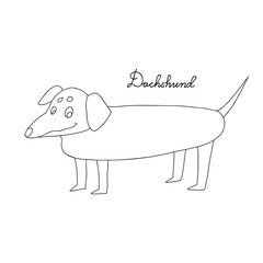 Dachshund. Vector illustration drawn freehand. Original linear image of a Dachshund.