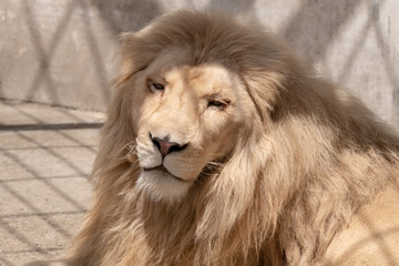 Lion relaxing looking at camera day calm, big cat, feline, mane, fur