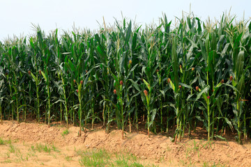 Maize plants