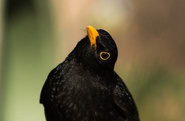 Amsel male (Turdus merula) close up