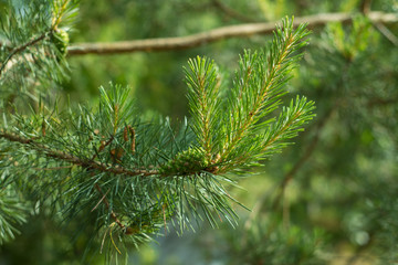 branch of spruce with green cone