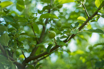 apple branch with a small immature apple