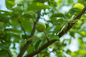apple branch with a small immature apple